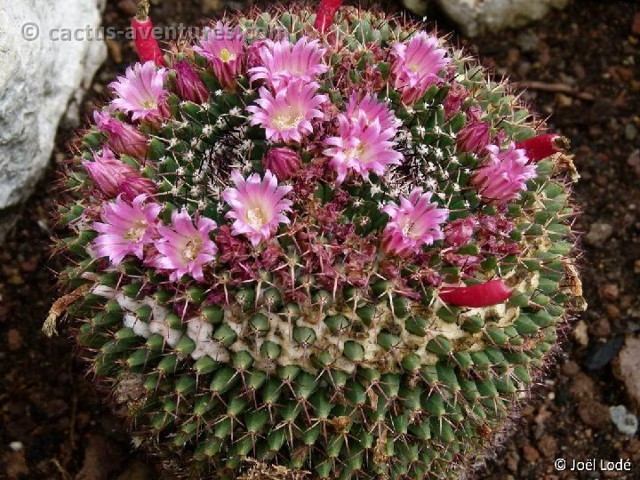 Mammillaria mystax JEM P1060398